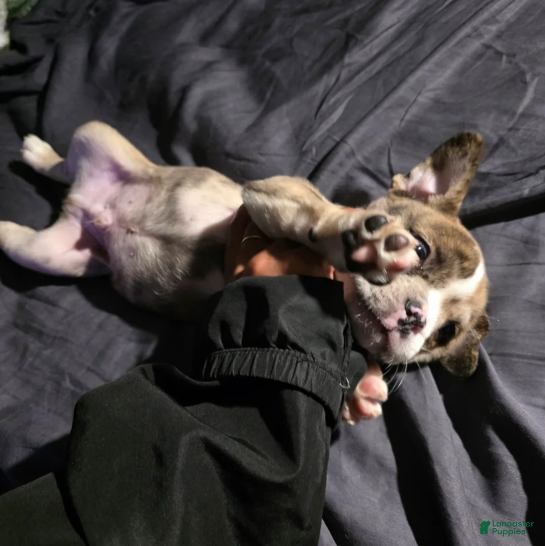 French Bulldog dogs for sale: French Bulldog toy merle Puppy 1' AKC - Ad 1