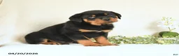 Rottweiler dogs for sale: Chester - Ad 5