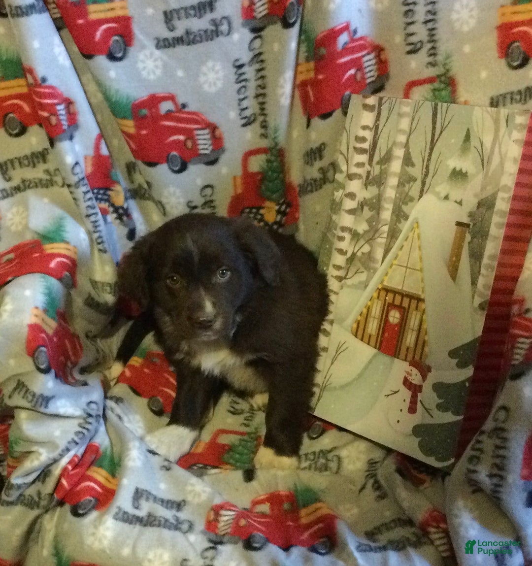 Mixed Breed dogs for sale: Max - Ad 1