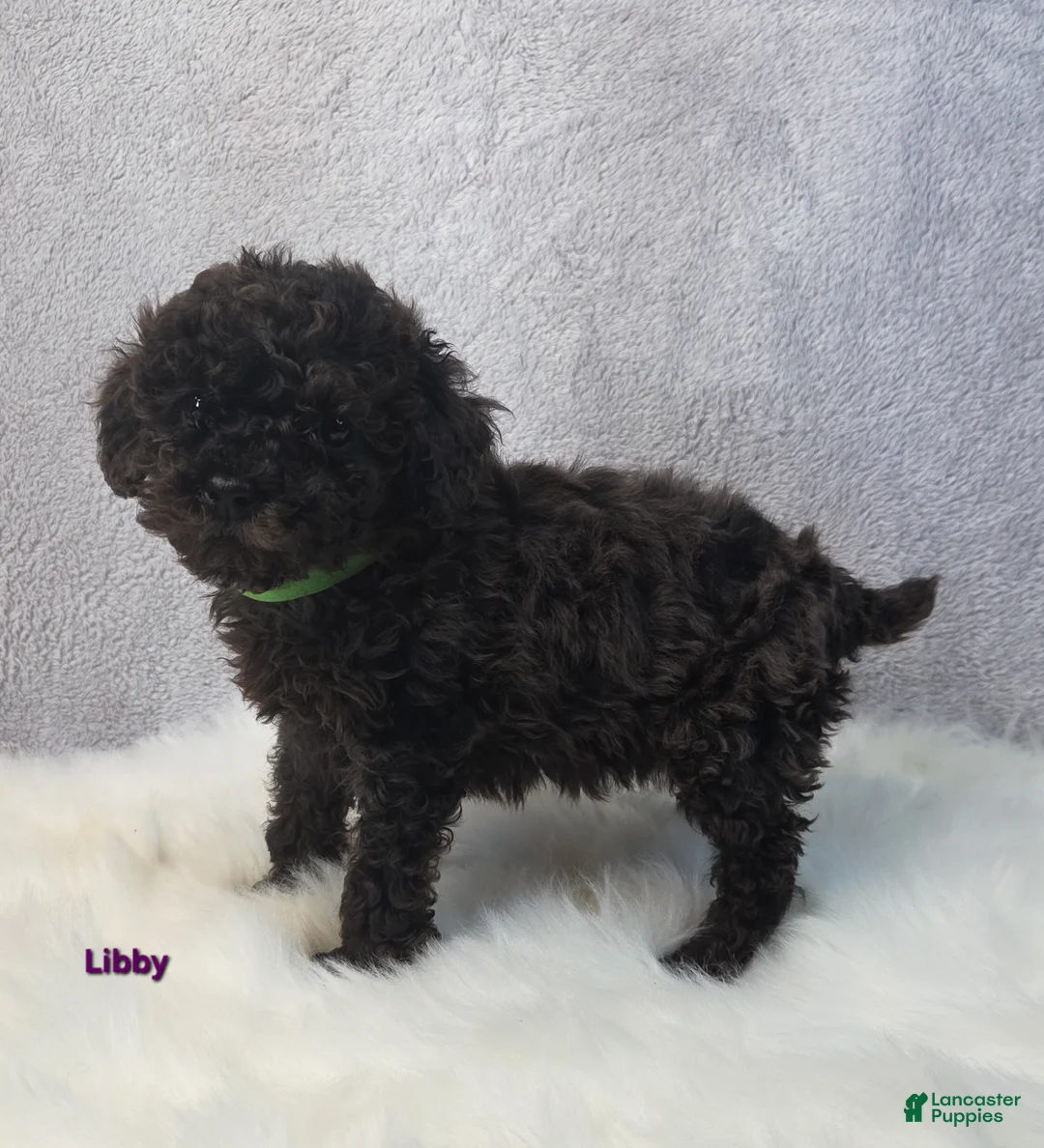 Miniature Poodle dogs for sale: Libby - Ad 6