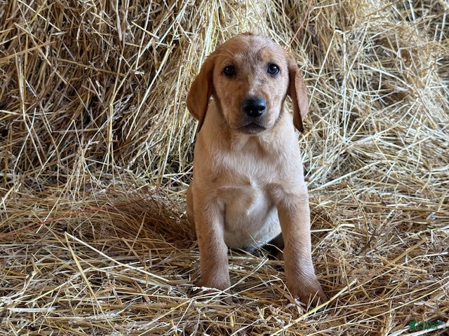 Labrador Retriever dogs Rhys - Ad 2