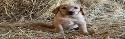 Labrador Retriever dogs for sale: Rhys - Ad 2