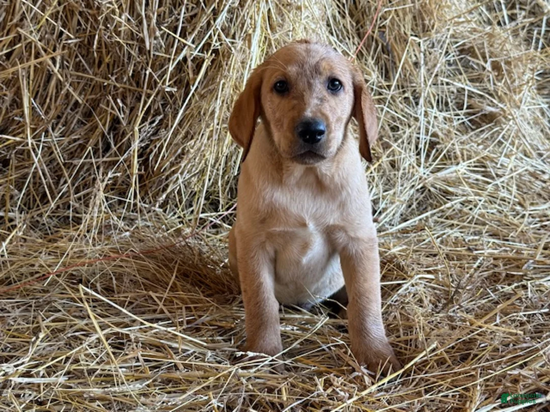 Labrador Retriever dogs for sale: Rhys - Ad 2