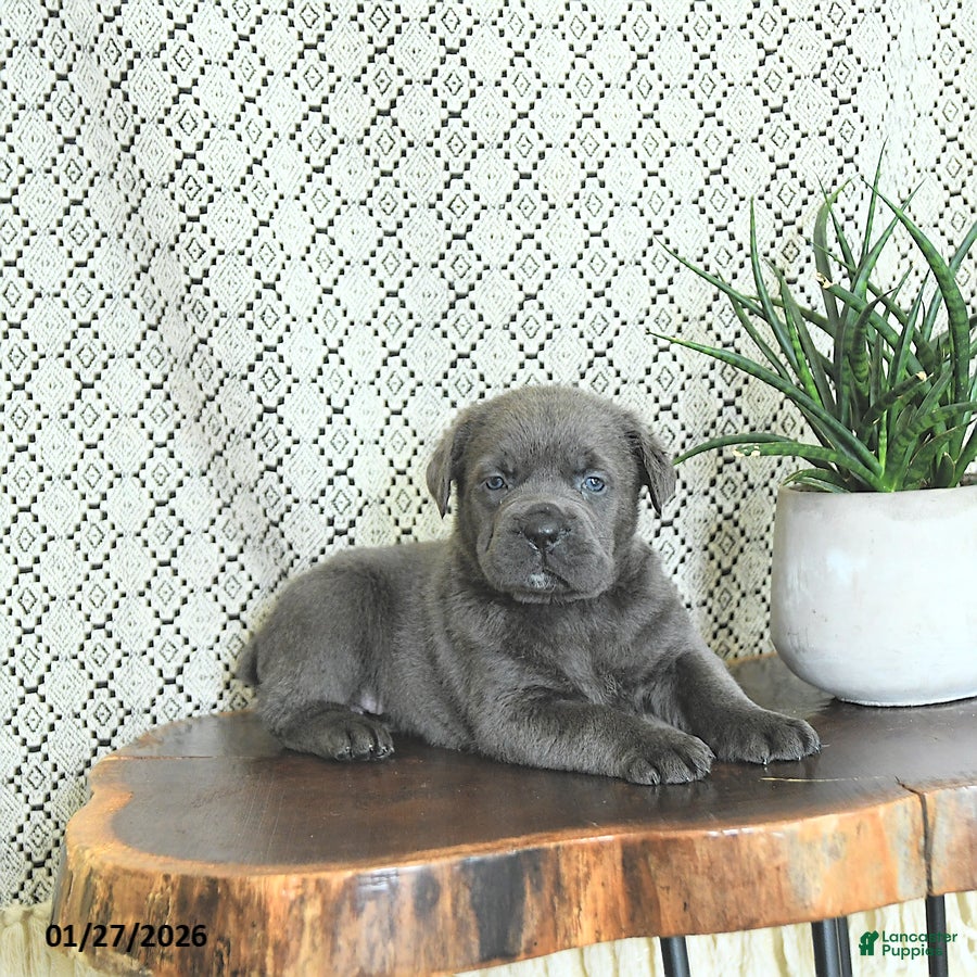 Cane Corso dogs Nala - Ad 1