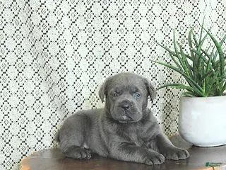 Cane Corso dogs Nala - Ad 1
