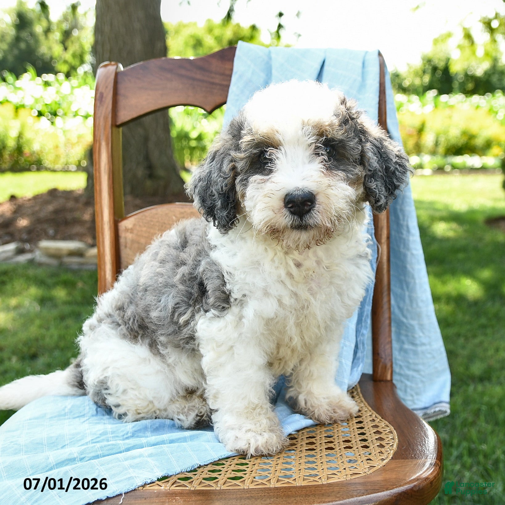 Mini Bernedoodle dogs Cara  - Ad 2