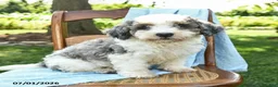 Mini Bernedoodle dogs for sale: Cara  - Ad 7