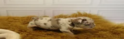 French Bulldog dogs for sale: DEATH BECOMES HER - Ad 7