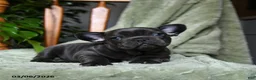 French Bulldog dogs for sale: Adam - Ad 5