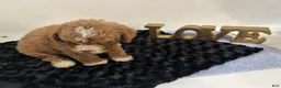 Mini Goldendoodle dogs for sale: Wyatt - Ad 6
