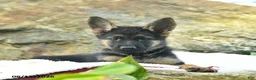 German Shepherd dogs for sale: Autumn  - Ad 3