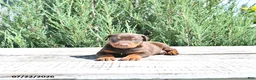 Doberman Pinscher dogs for sale: Thor - Ad 4