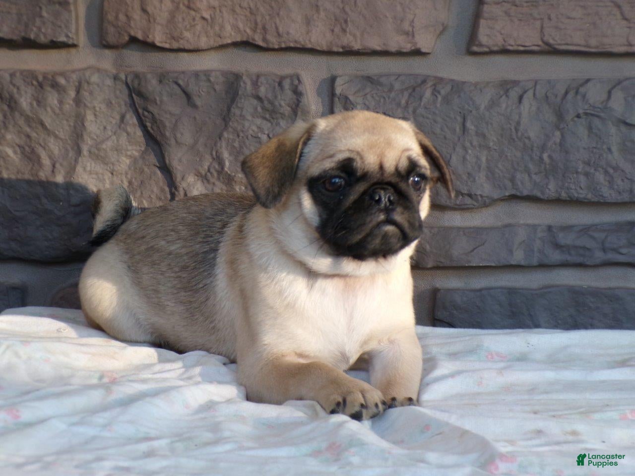 Pug dogs Fall - Ad 1