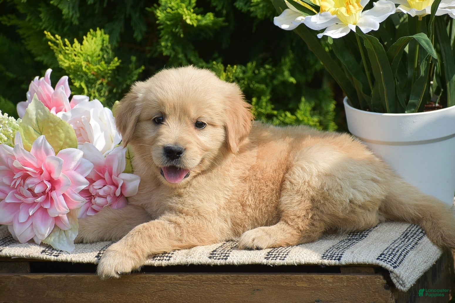 Golden Retriever dogs Fern - Ad 2