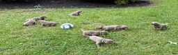 Labrador Retriever dogs for sale: Bernard - Ad 4