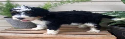 Mini Bernedoodle dogs for sale: Benji- mini/ medium - Ad 4