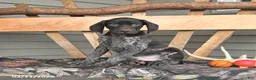 German Shorthaired Pointer dogs for sale: Warrior - Ad 4