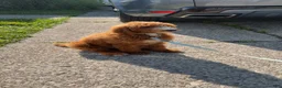 Standard Poodle dogs for sale: Standard Poodle 1 - Ad 1