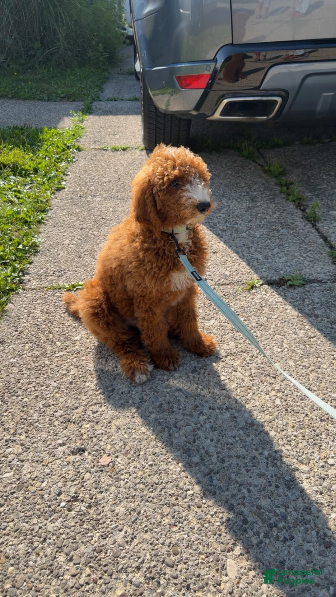 Standard Poodle dogs for sale: Standard Poodle 1 - Ad 1