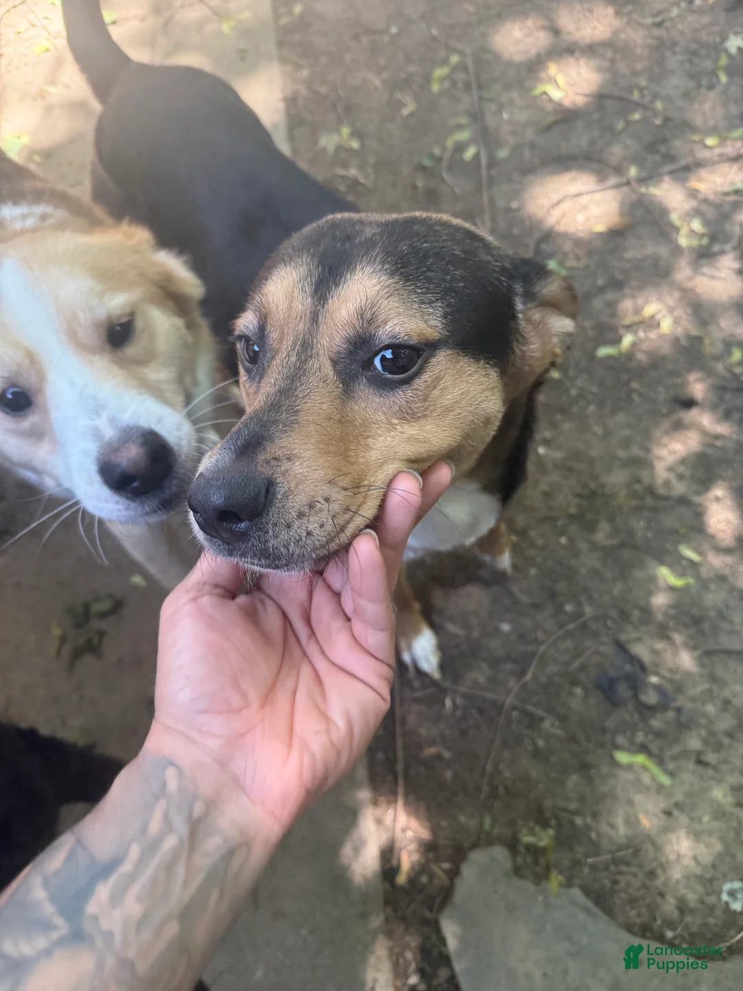 Mixed Breed dogs for sale: Oreo  - Ad 2