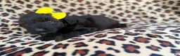 Aussiedoodle dogs for sale: Dixie  - Ad 4