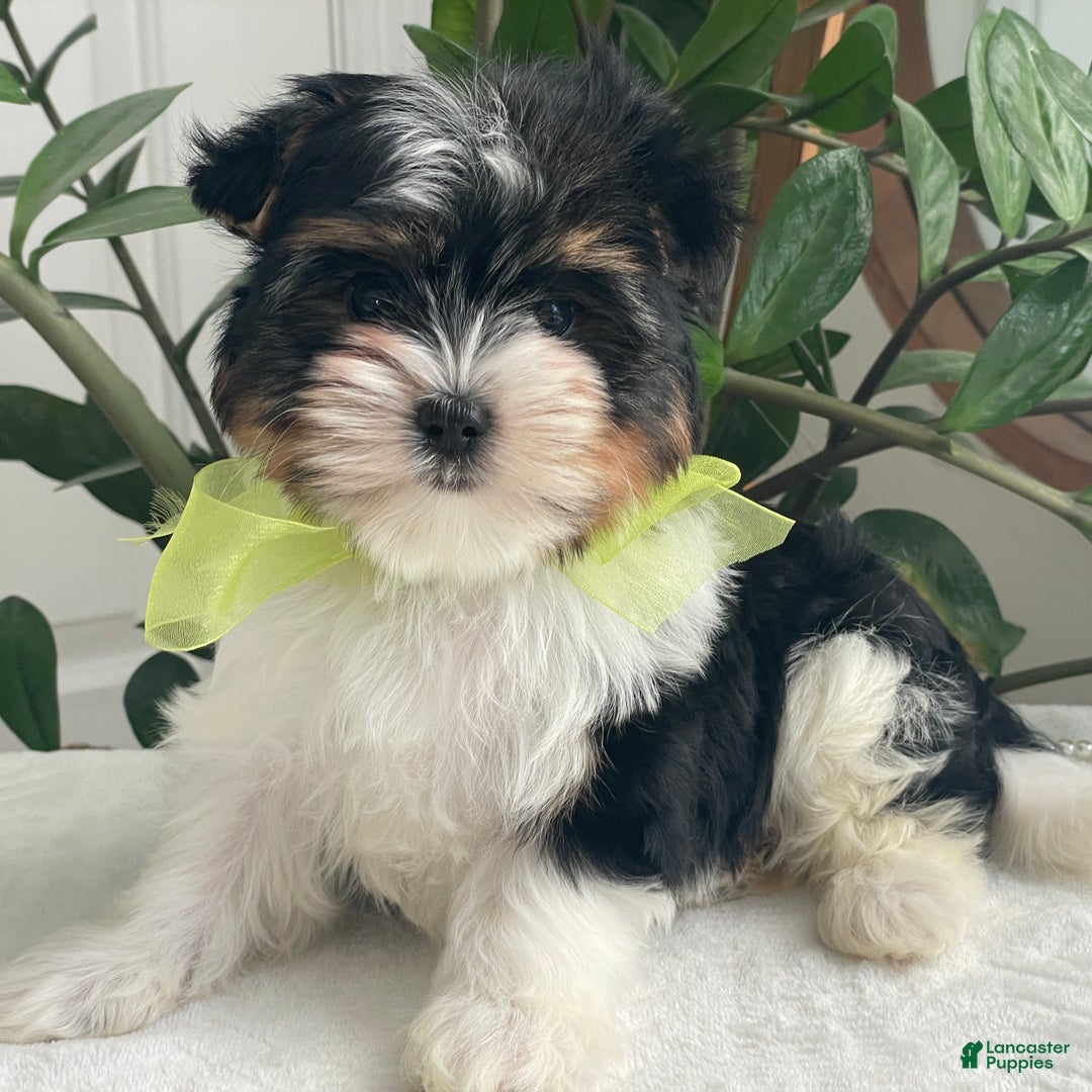 Biewer Terrier dogs for sale: Kodiak - Ad 1