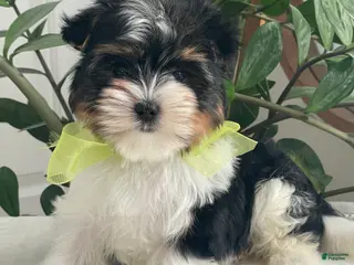 Biewer Terrier dogs Kodiak - Ad 6