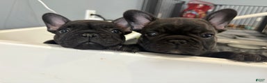 French Bulldog Puppy 1 male brindle 