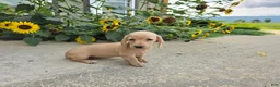 Miniature Dachshund dogs for sale: Harper - Ad 6