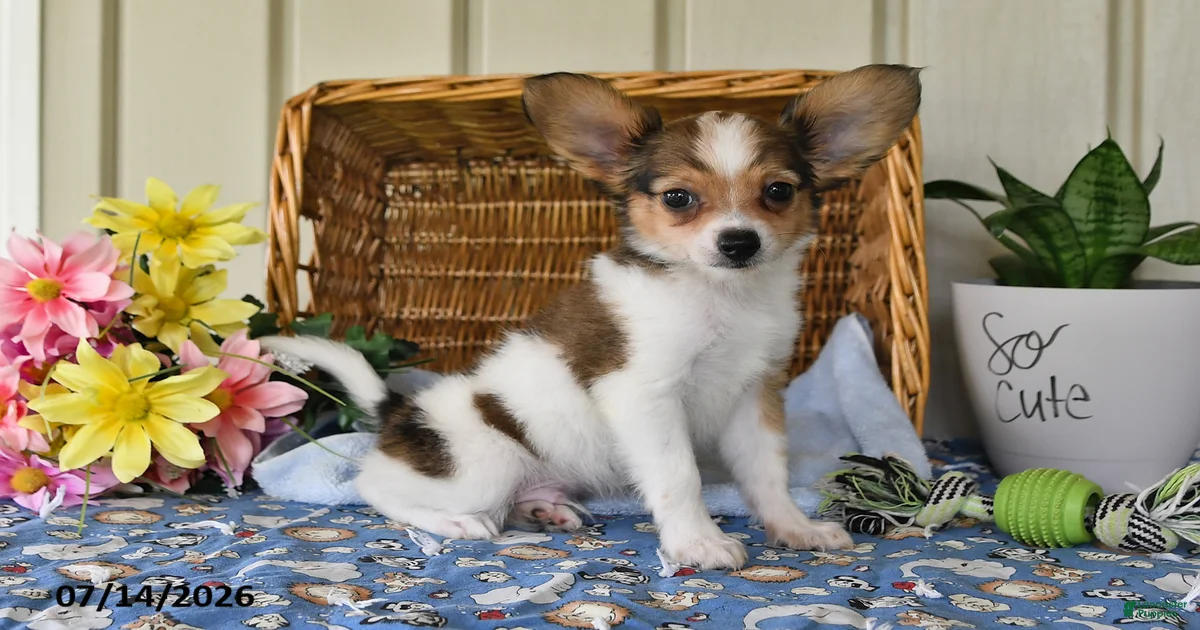 club-papillon様　1月 Papillon Puppies for sale in Millersburg, Ohio | Lancaster Puppies