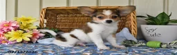 Papillon dogs for sale: Buddy - Ad 1