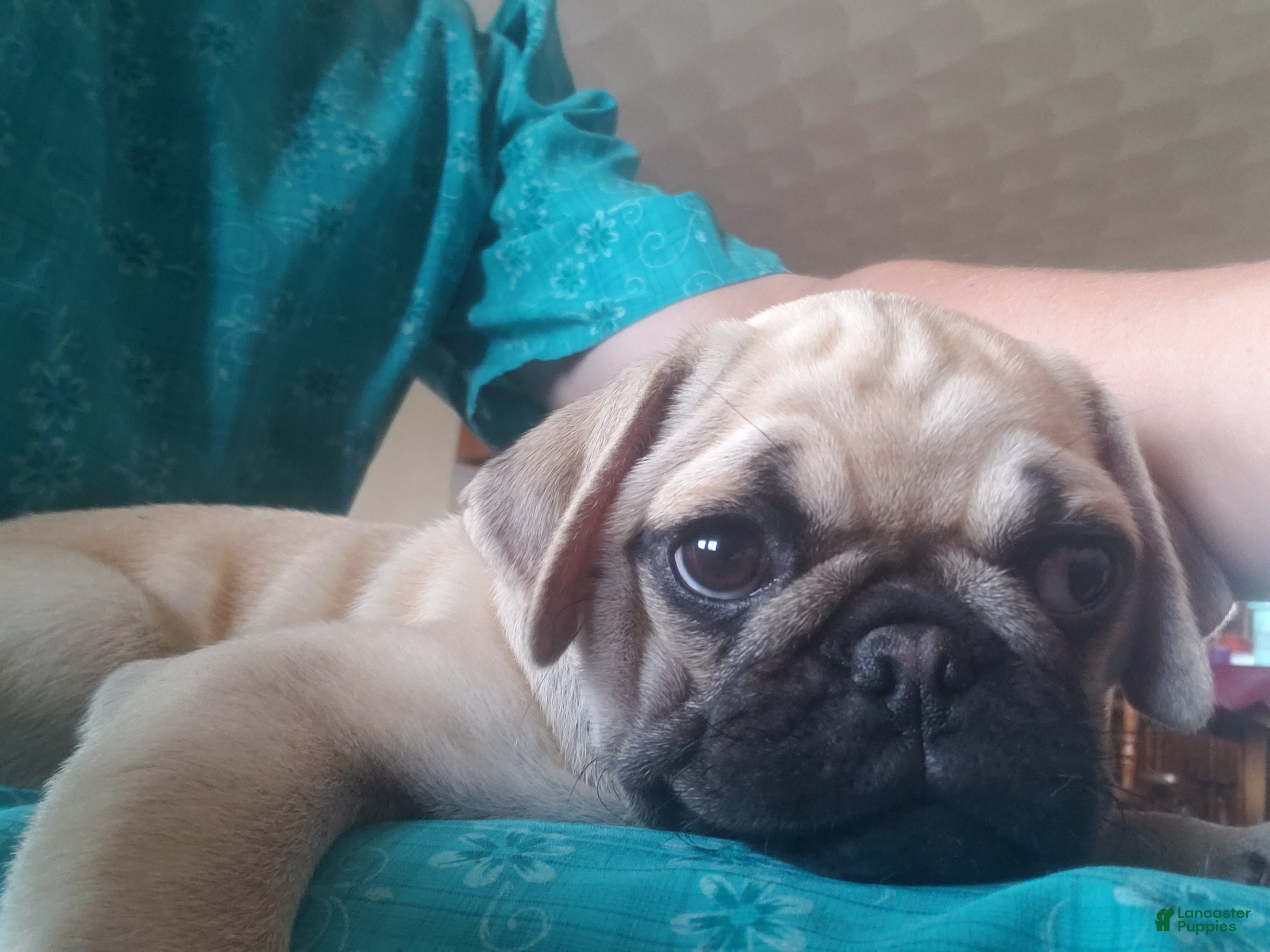 Pug dogs Clay - Ad 1