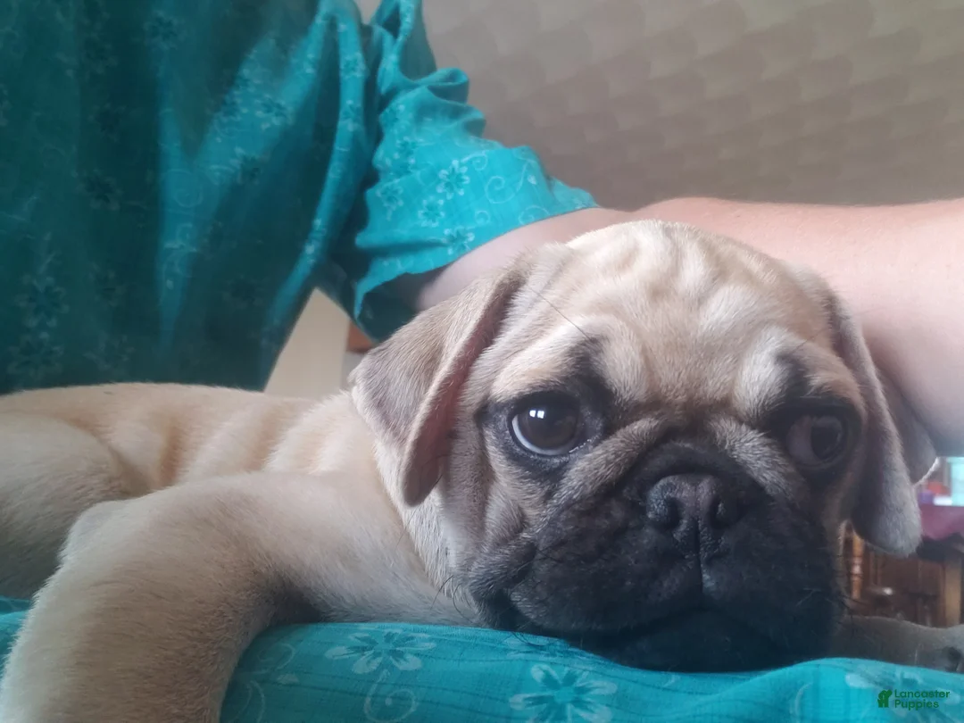 Pug dogs for sale: Clay - Ad 1