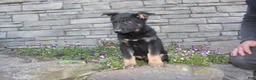 German Shepherd dogs for sale: Dylan  - Ad 5