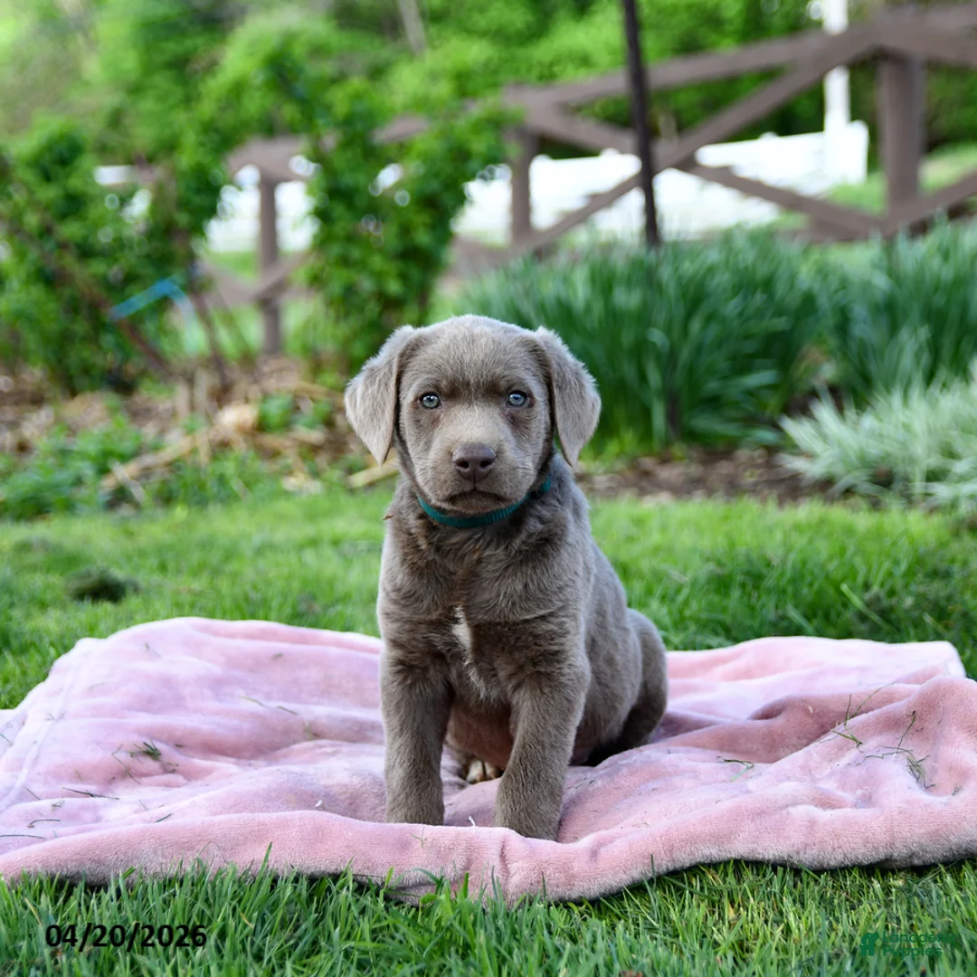 Labrador Retriever dogs for sale: Enzo - Ad 5