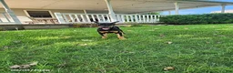 Doberman Pinscher dogs for sale: Kip - Ad 7