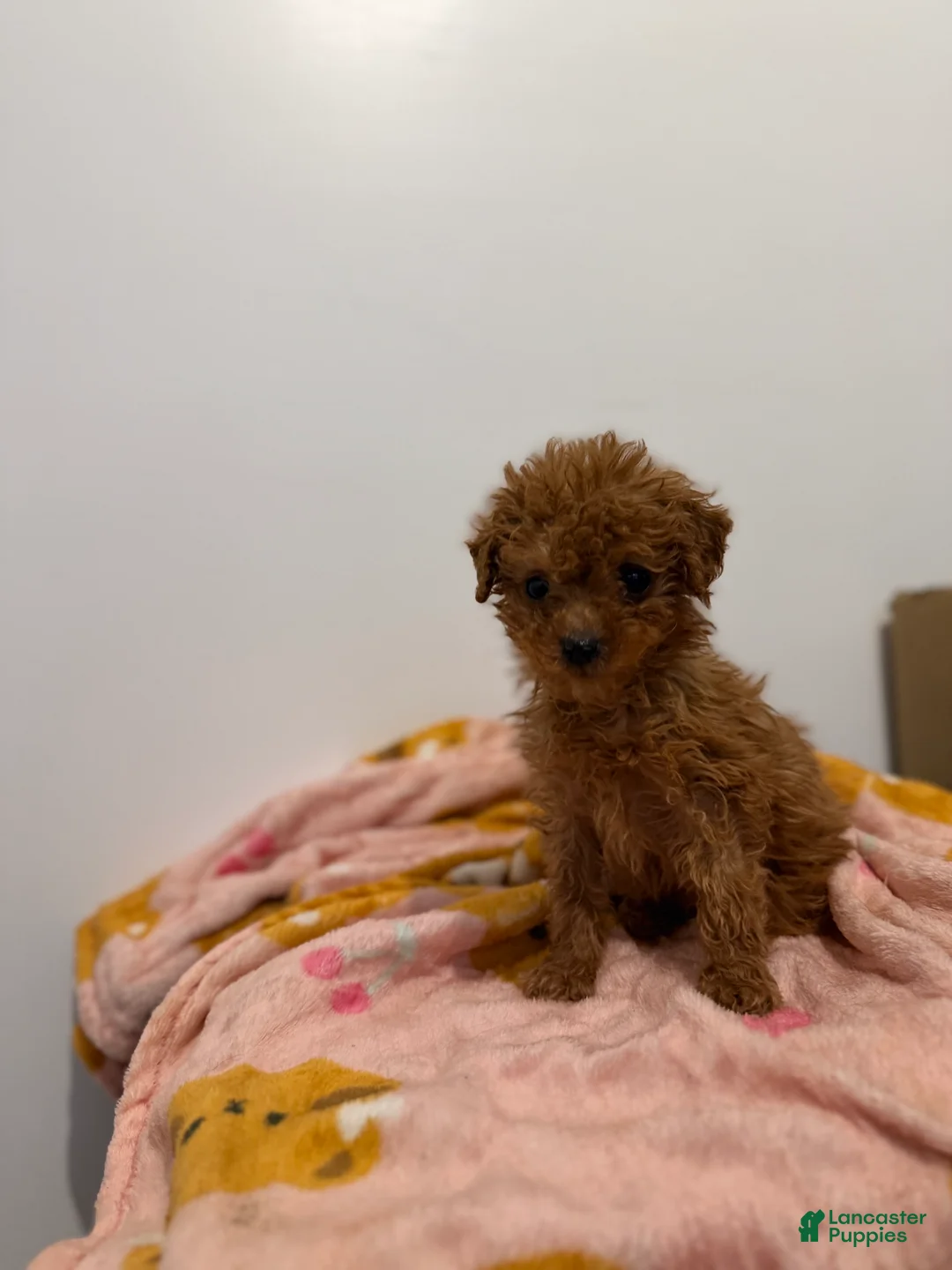 Toy Poodle dogs for sale: Teacup rex  - Ad 2