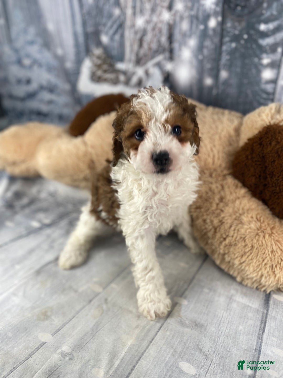 Cavapoo dogs for sale: Colt - Ad 4