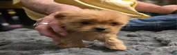 Chorkie dogs for sale: Brownie - Ad 5