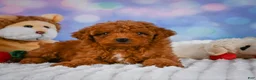 Mini Goldendoodle dogs for sale: Violet - Ad 5