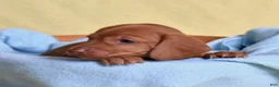 Miniature Dachshund dogs for sale: Espresso - Ad 10