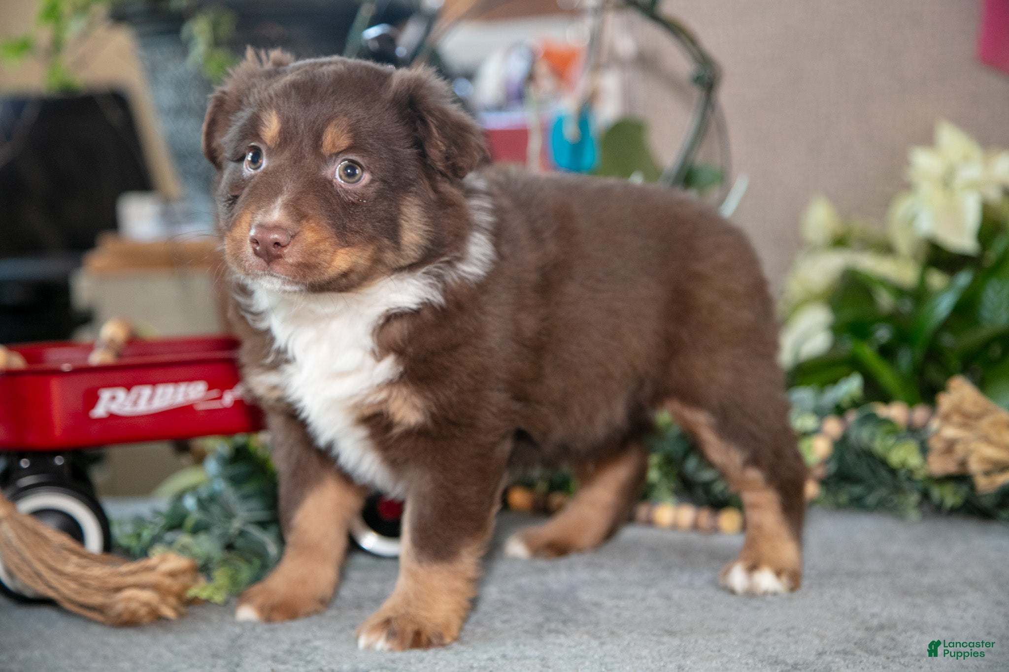 Miniature Australian Shepherd dogs Dusty - Ad 2