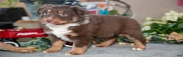 Miniature Australian Shepherd dogs for sale: Dusty - Ad 2