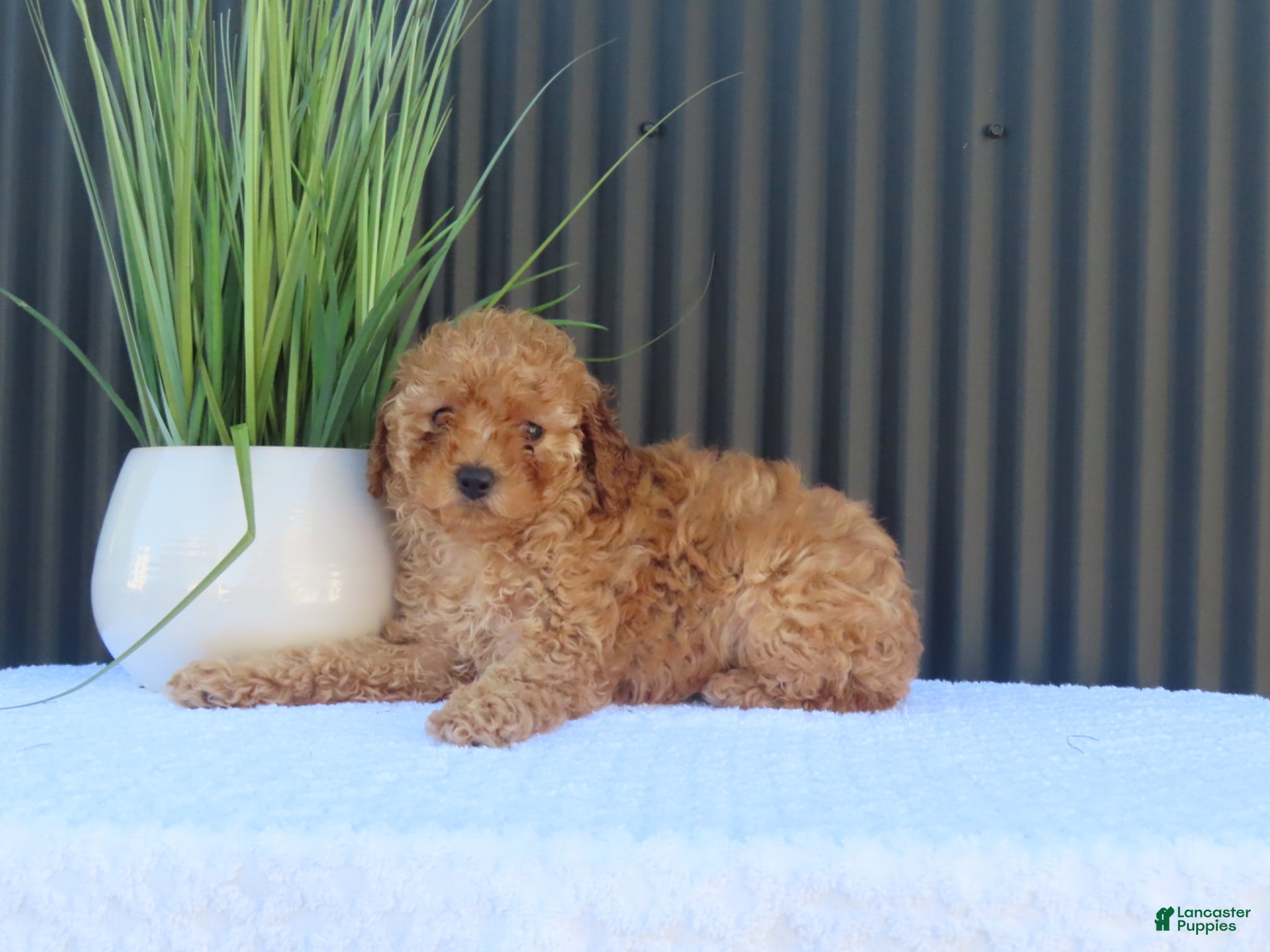 Toy Poodle dogs for sale: Misty - Ad 3