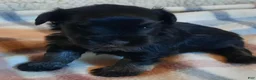 Miniature Schnauzer dogs for sale: Boy 1 - Ad 15