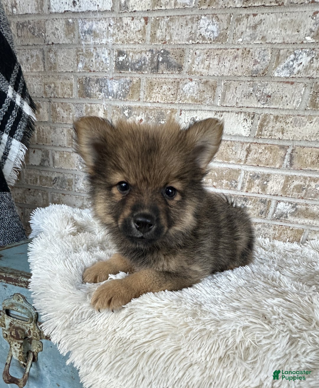 Pomsky dogs for sale: Conrad - Ad 4