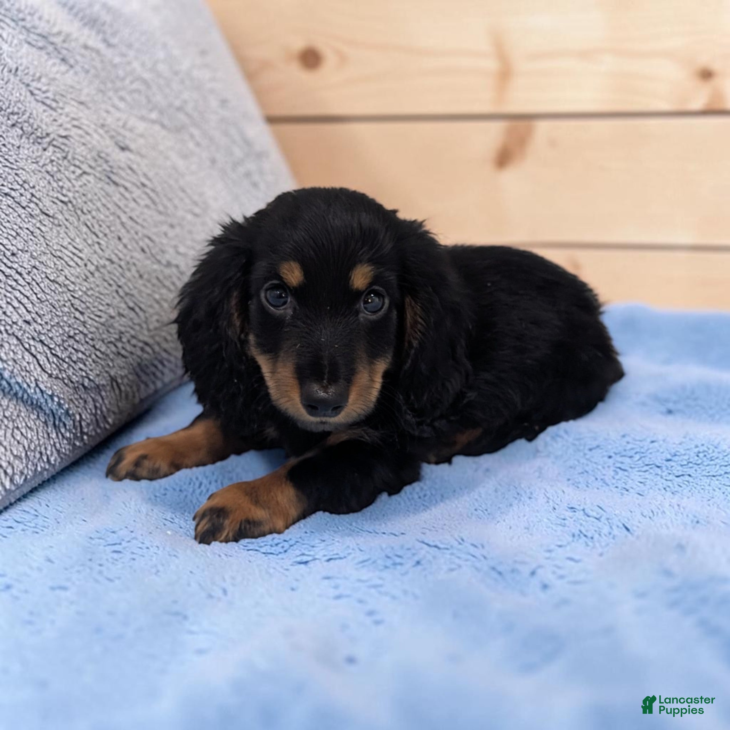 Miniature Dachshund dogs for sale: Blake - Ad 2