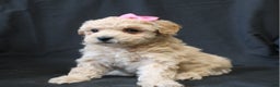 Bichpoo dogs for sale: Barbie - Ad 6