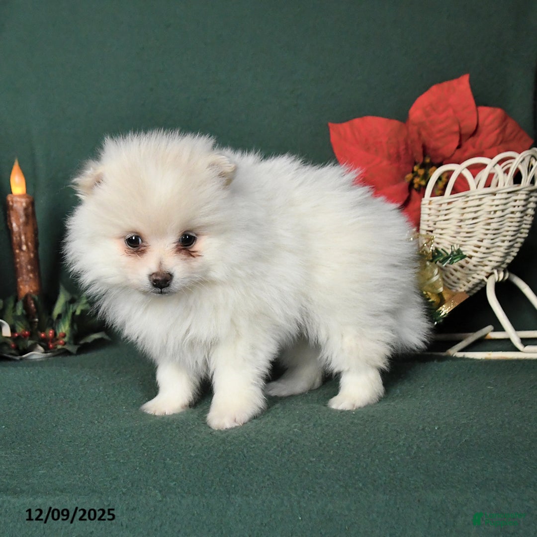 Pomeranian dogs for sale: Rosa  - Ad 4