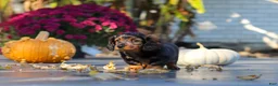 Miniature Dachshund dogs for sale: Frank - Ad 14